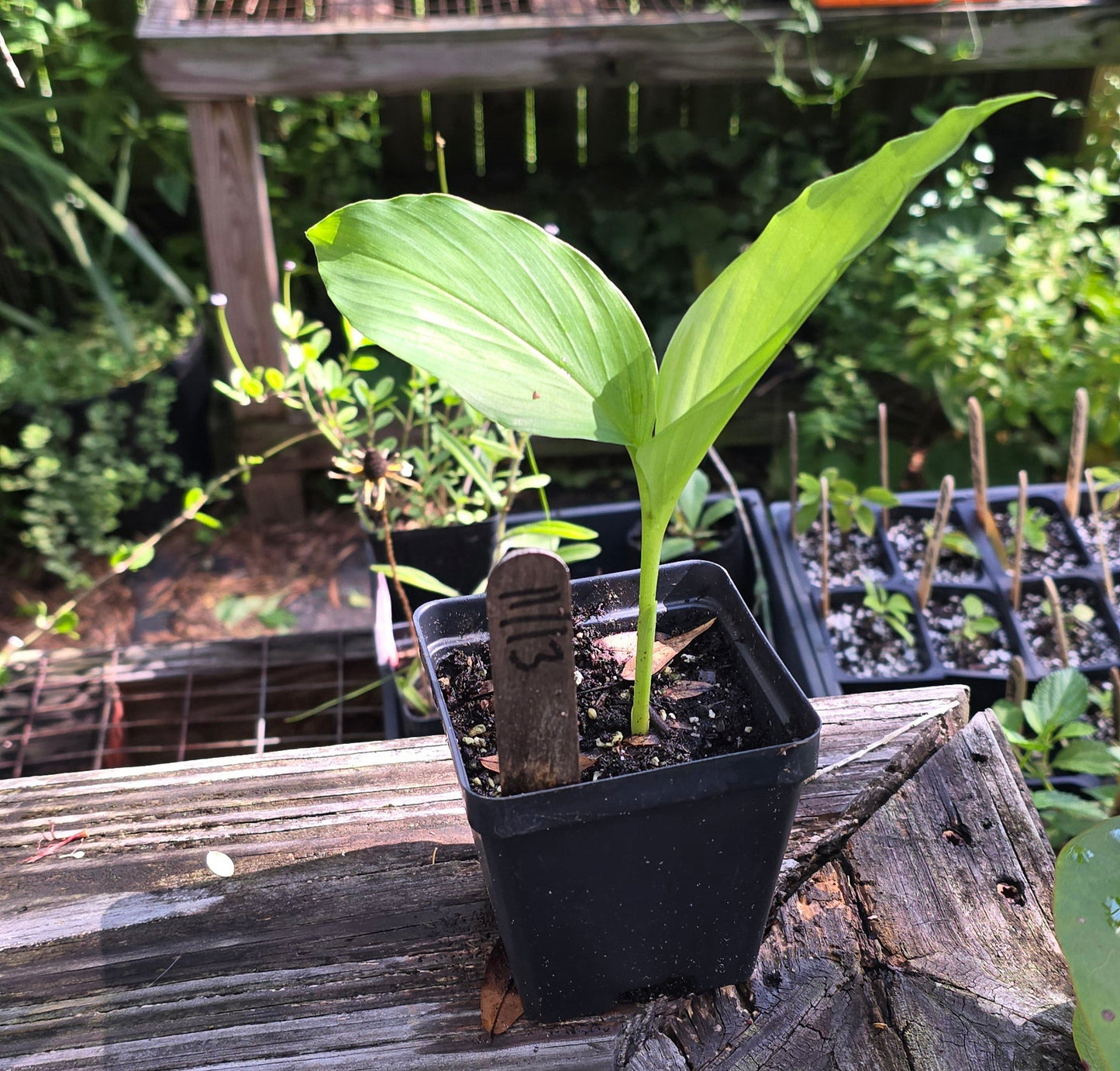 Turmeric - (Curcuma longa) - Whitwam Organics