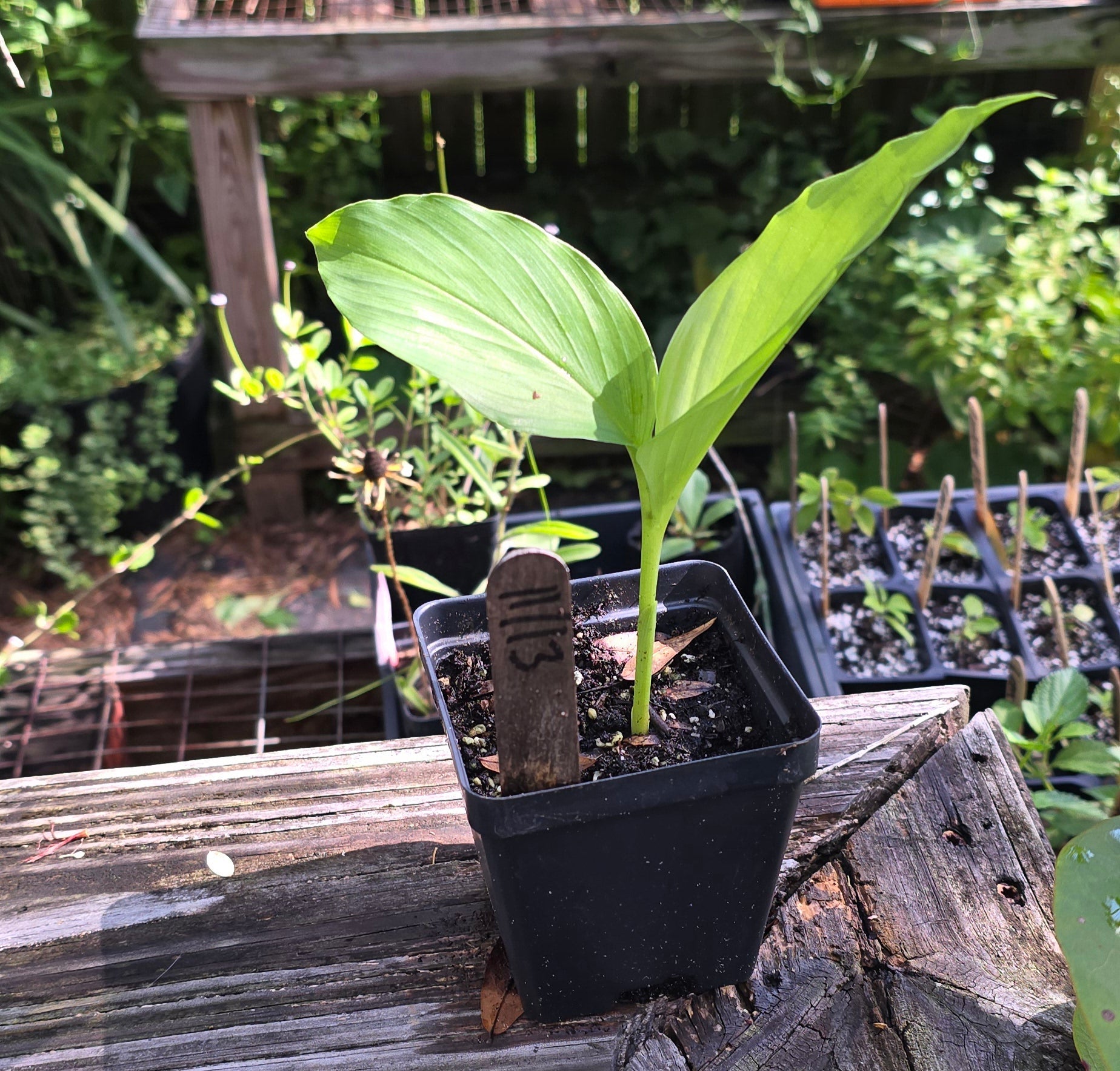 Turmeric - (Curcuma longa) - Whitwam Organics