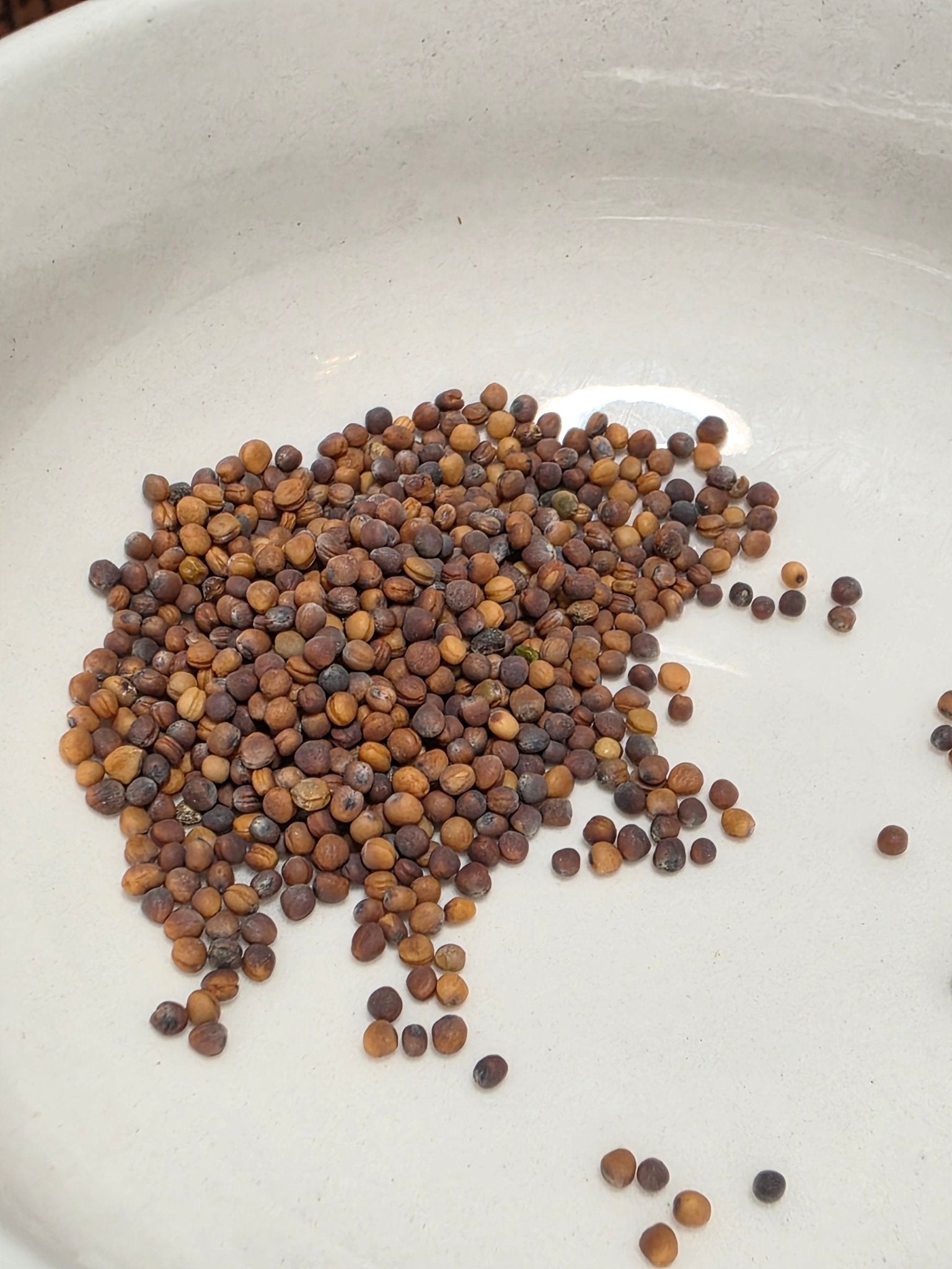 Turnip - Japanese Red Round - Whitwam Organics