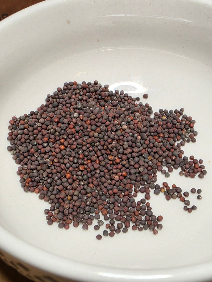 Turnip - Purple Top White Globe - Whitwam Organics