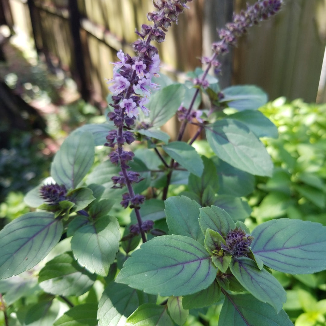 Basil-African Blue (purple stem, purple veined leaves, violet flower )