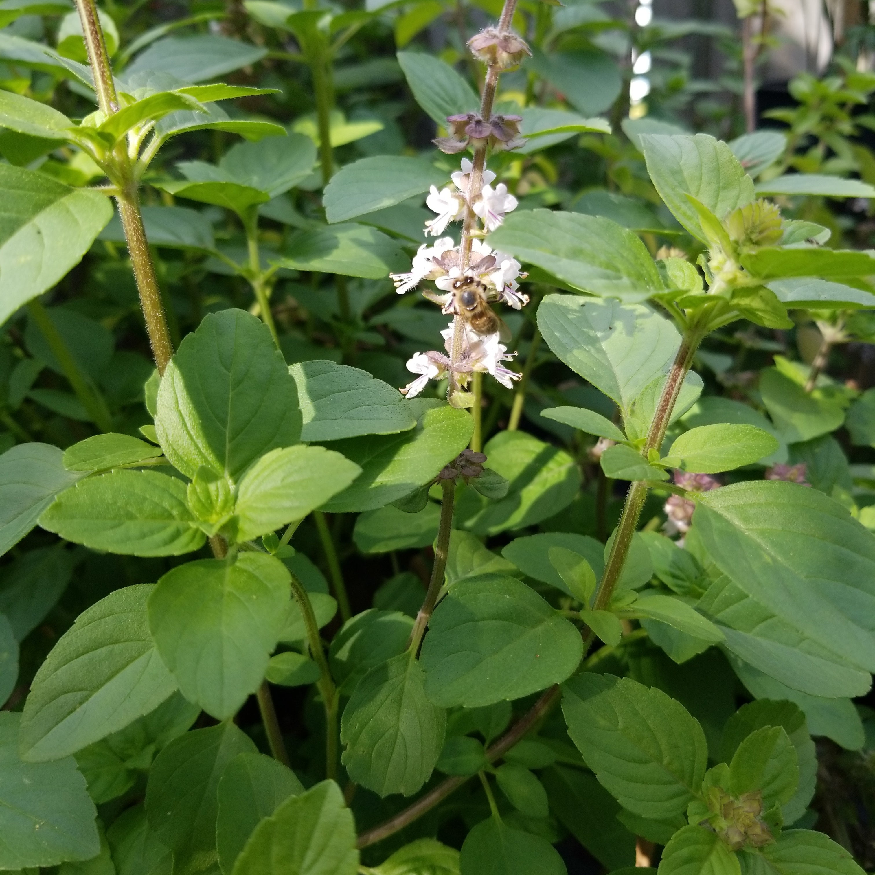 Basil African Blue green stem green leaves pale lavender flower