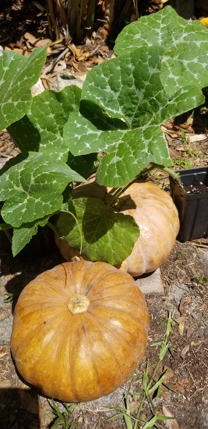 Squash-Calabaza Tropical Pumpkin