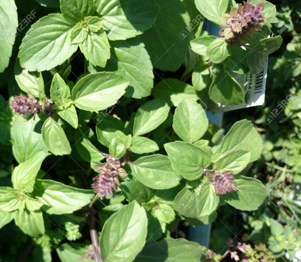 Basil African Blue green stem green leaves pale lavender flower