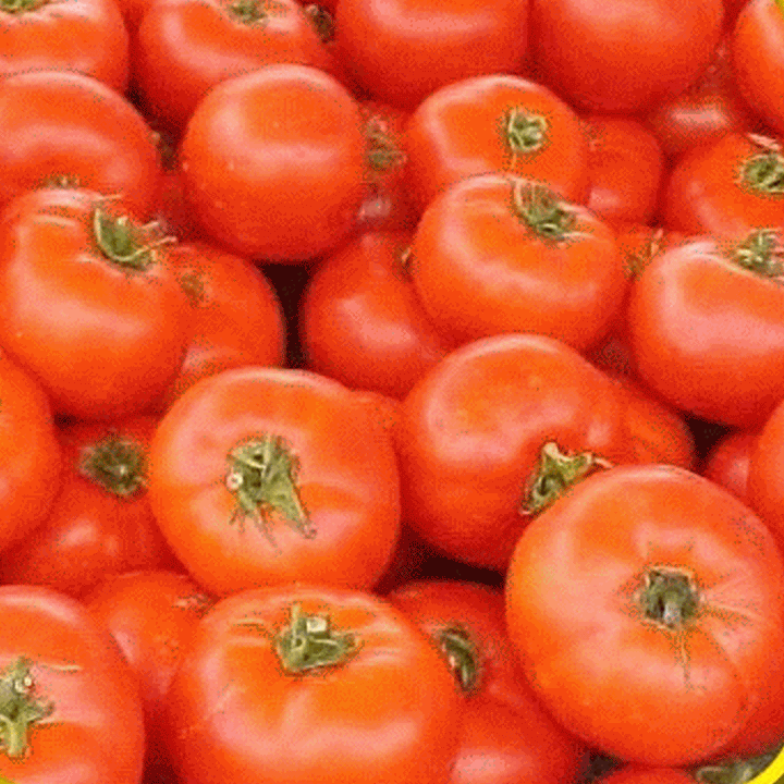 Tomato- Homestead (Determinate) (Florida heirloom)