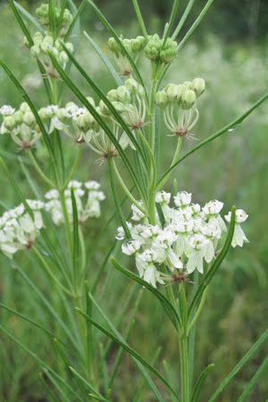 Milkweed-Whorled (Asclepias verticillata) (Florida Native)