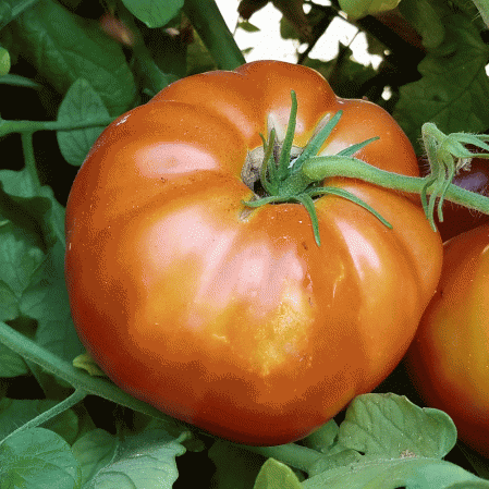 Tomato- Beefsteak, Heirloom