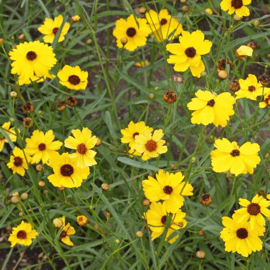 Coreopsis- Leavensworth's Tickseed (Coreopsis leavenworthii) (Florida Native)
