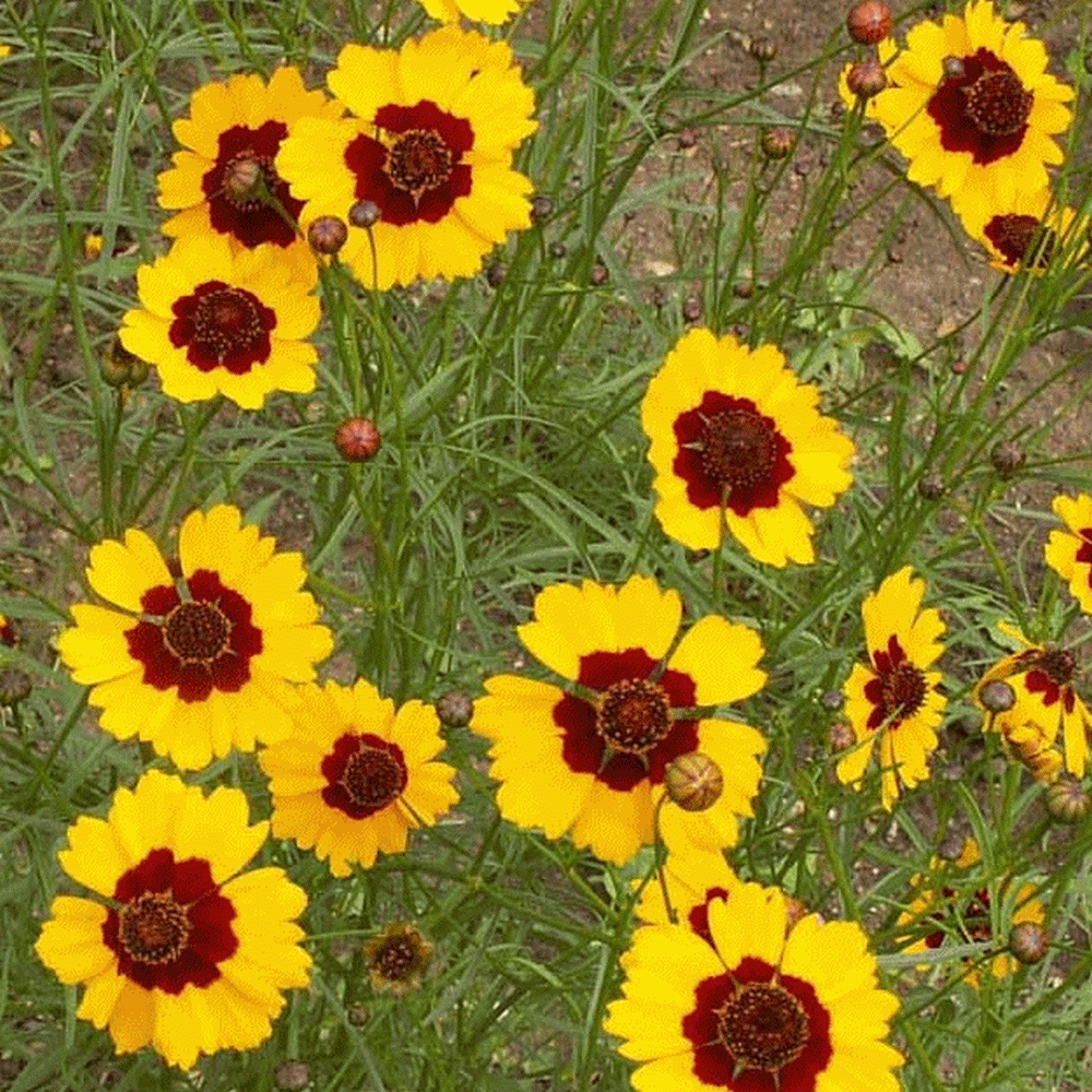 Coreopsis- Dwarf Plains (Coreopsis tinctoria) (Florida-Friendly)