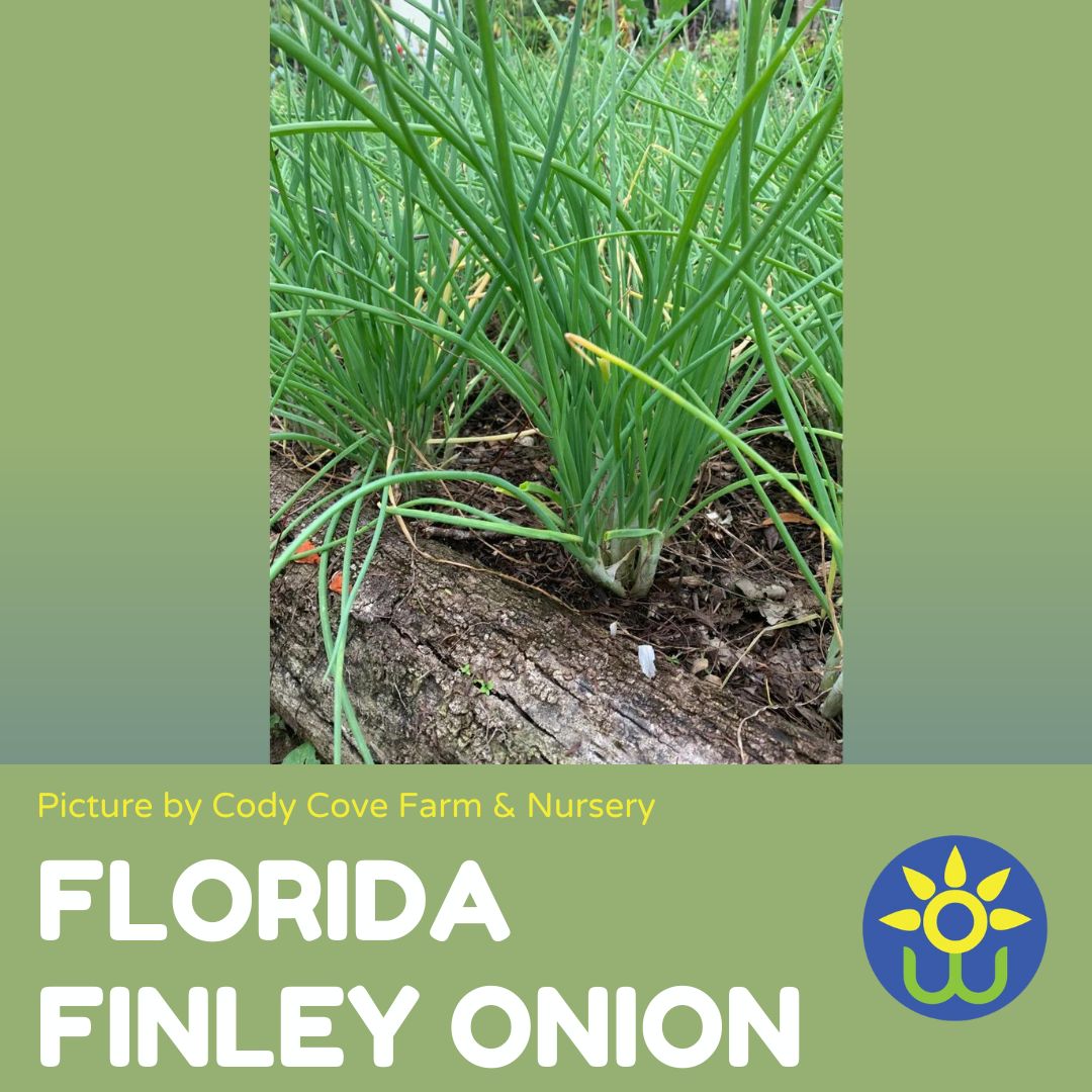 Onion- Florida Finley Onion (Florida Heirloom)