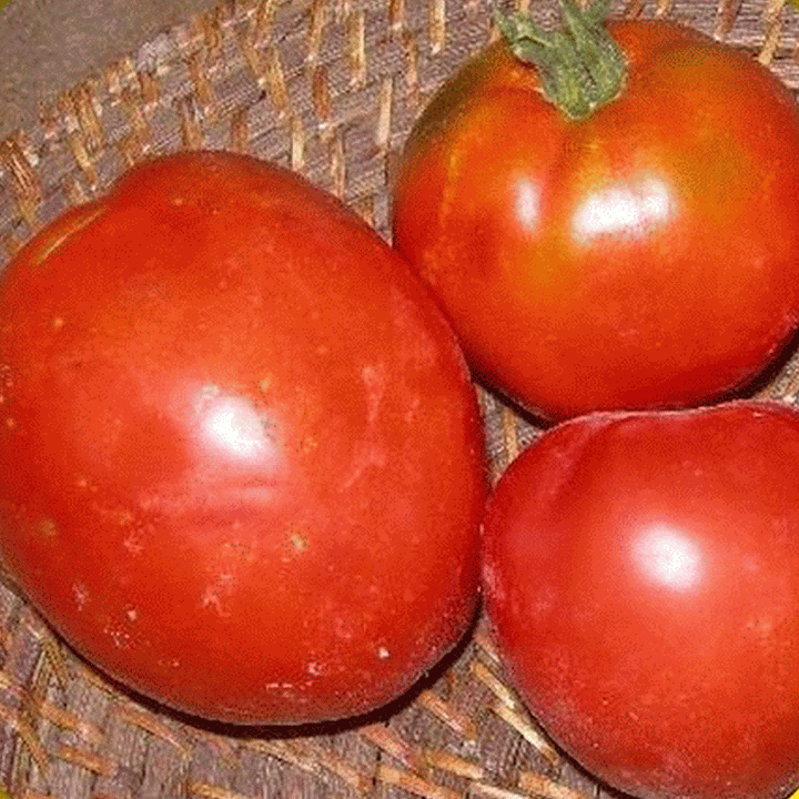 Tomato- Floridade (Determinate) (Florida heirloom)