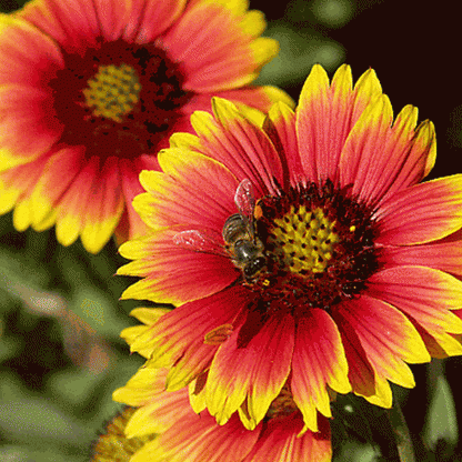 Gaillardia- Indian Blanket Flower G. pulchella (Florida-Friendly)