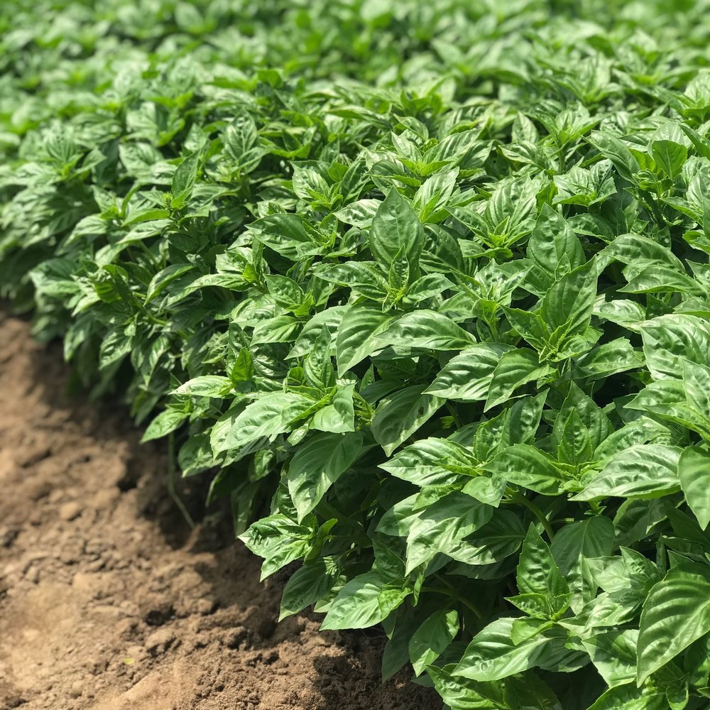 Basil- Sweet Basil - Rutgers Obsession Downy Mildew Resistant