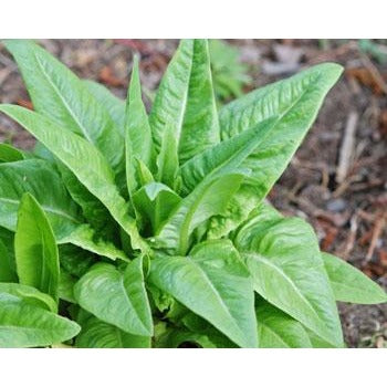 Lettuce- Green Amish Deer Tongue Leaf (Heirloom)