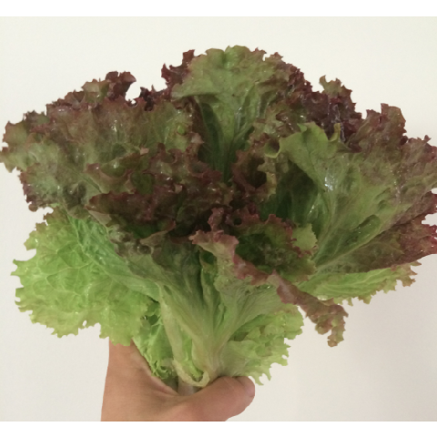 Lettuce- New Red Fire Leaf
