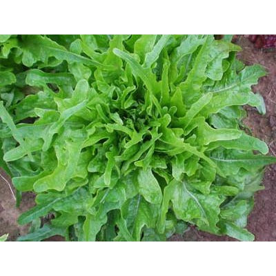 Lettuce- Green Oakleaf Semi-Head (Heirloom)