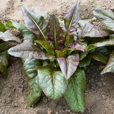 Lettuce- Red Deer Tongue Leaf