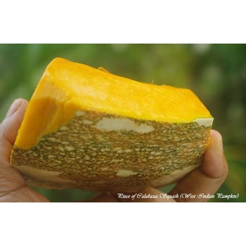 Squash-Calabaza Tropical Pumpkin