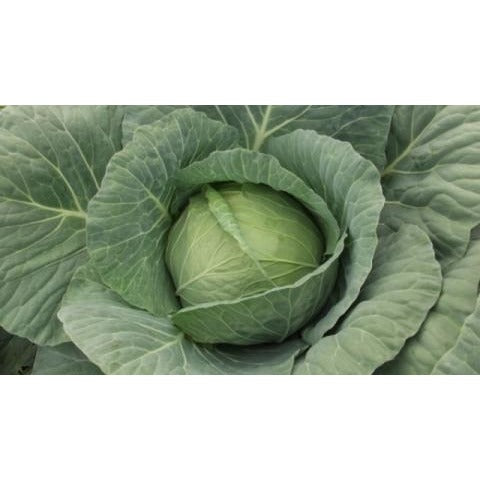 Cabbage-Wakamine Green