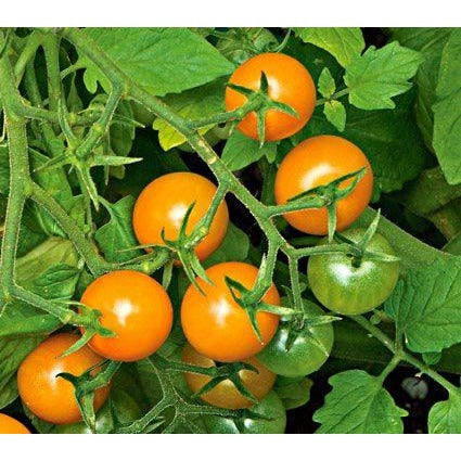 Tomato- Sun Gold Cherry, Hybrid