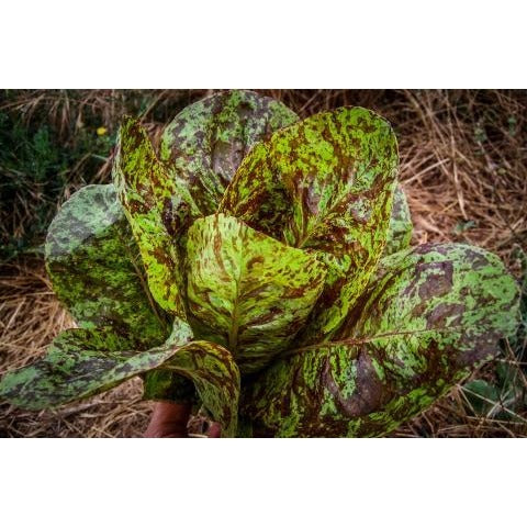 Lettuce- Freckles Romaine Head (Heirloom)