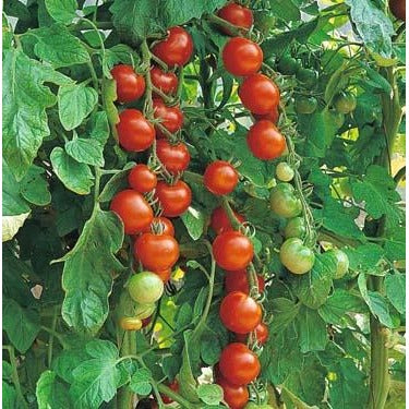 Tomato- Sweetie Cherry, Heirloom