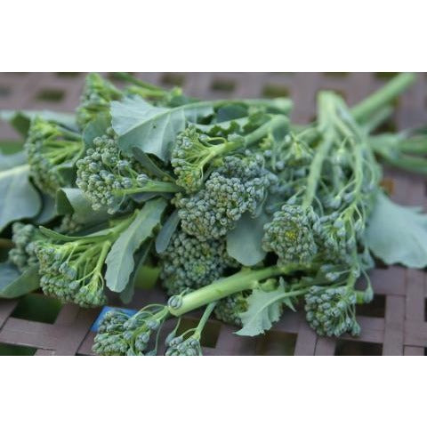 Broccoli-Green Sprouting Calabrese
