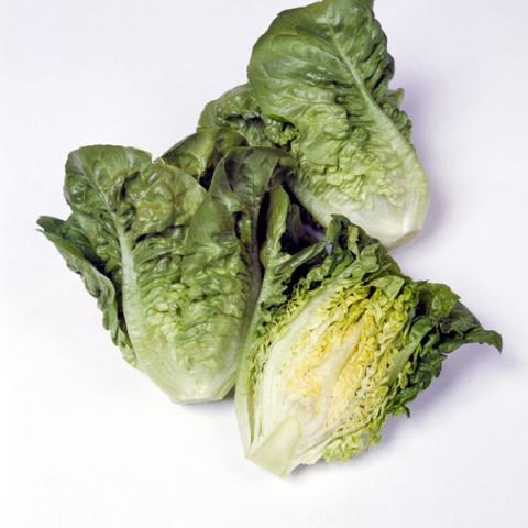 Lettuce- Manoa Semi-Head
