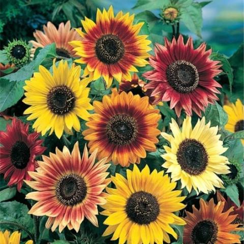 Sunflower- Autumn Beauty