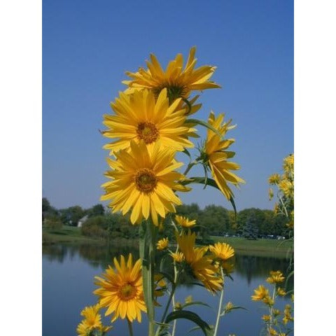 Sunflower- Maximilian'