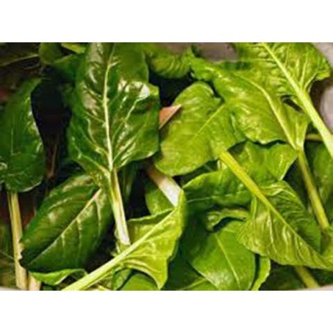 Chard- Perpetual Spinach Beet