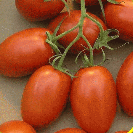 Tomato- Roma Heirloom (Determinate)