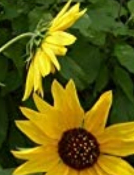 Sunflower- Wild Yellow Annual (Helianthus annuus) (Florida Native)