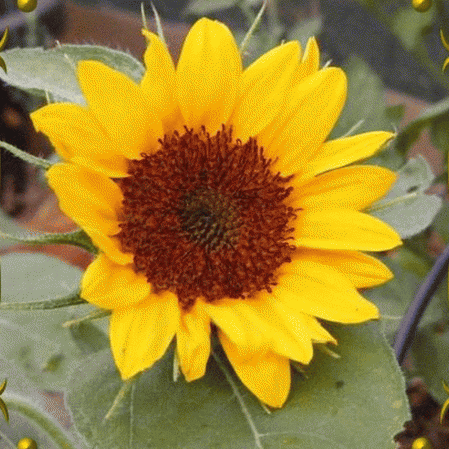 Sunflower- Sunspot