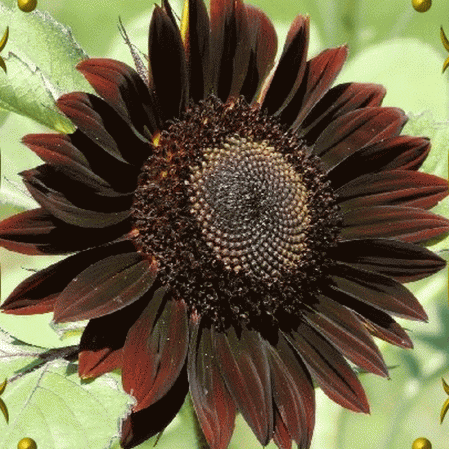 Sunflower- Velvet Queen
