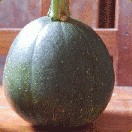 Squash-Tatume