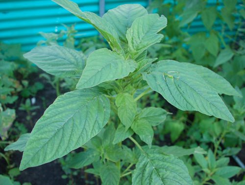 Amaranth - Green Leaf (Callaloo) - Whitwam Organics