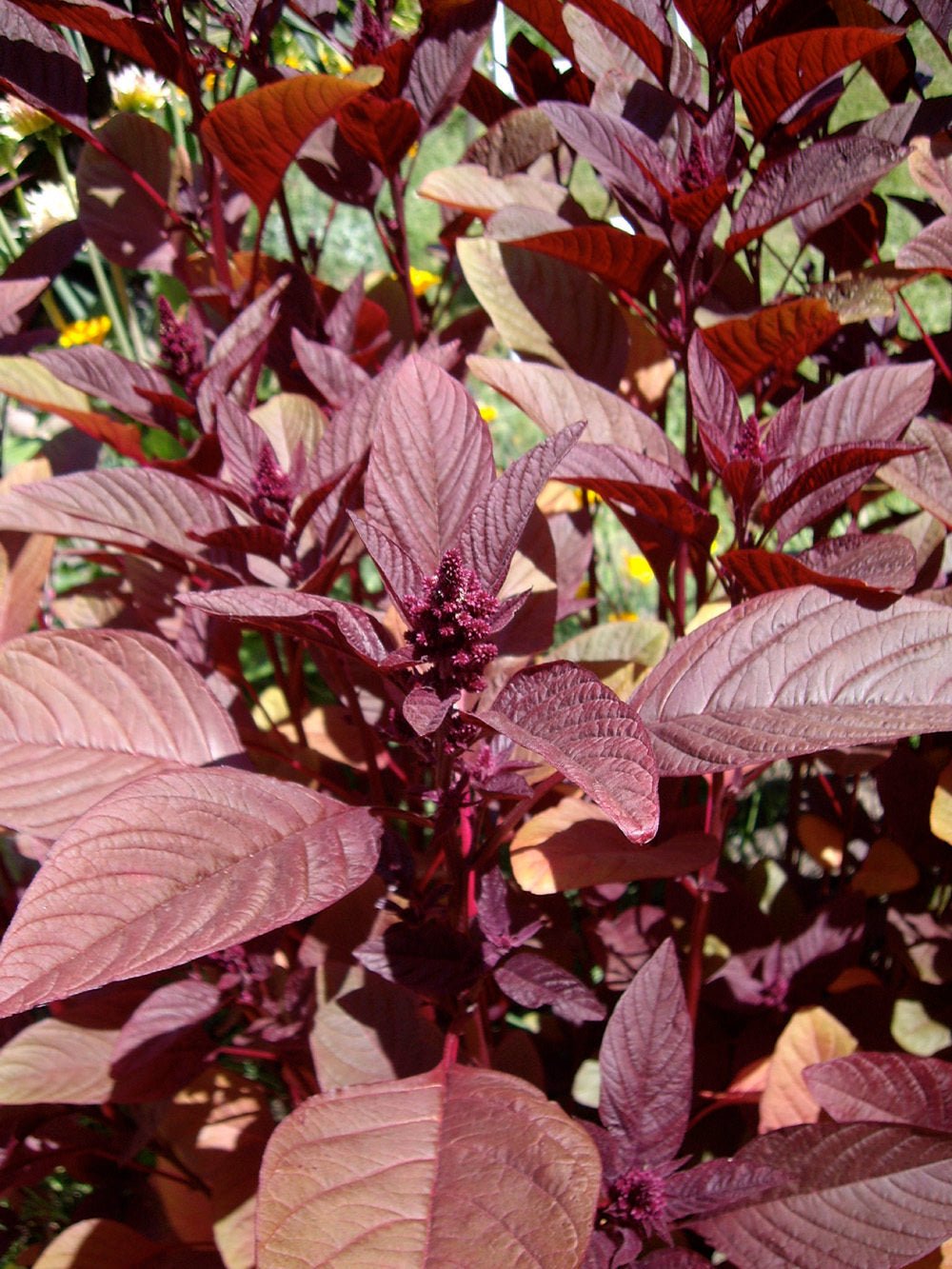 Amaranth - Red - Whitwam Organics