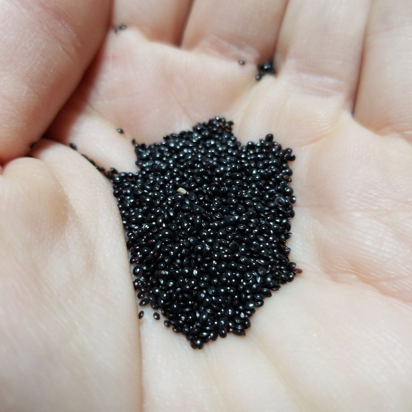 Amaranth - White Leaf - Whitwam Organics