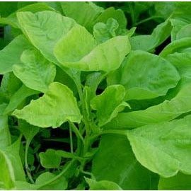 Amaranth - White Leaf - Whitwam Organics