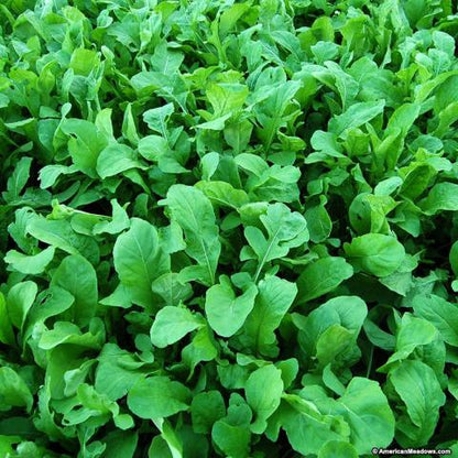 Arugula - Astro - Whitwam Organics