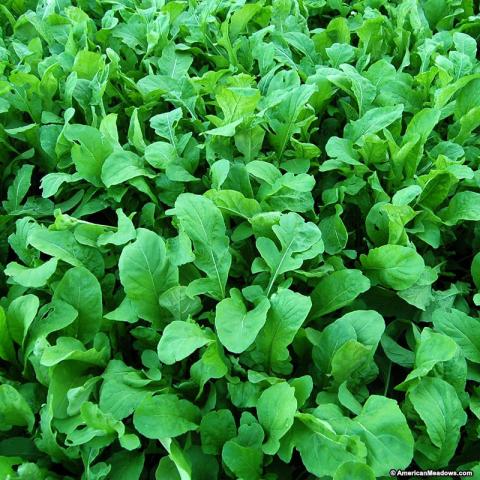 Arugula - Astro - Whitwam Organics