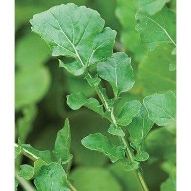 Arugula - Rocket - Whitwam Organics