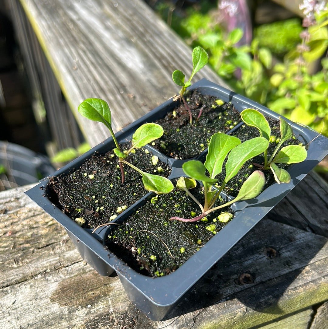 Arugula - Rocket - Whitwam Organics