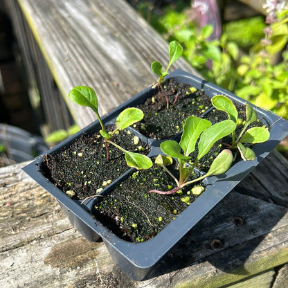 Arugula - Rocket - Whitwam Organics