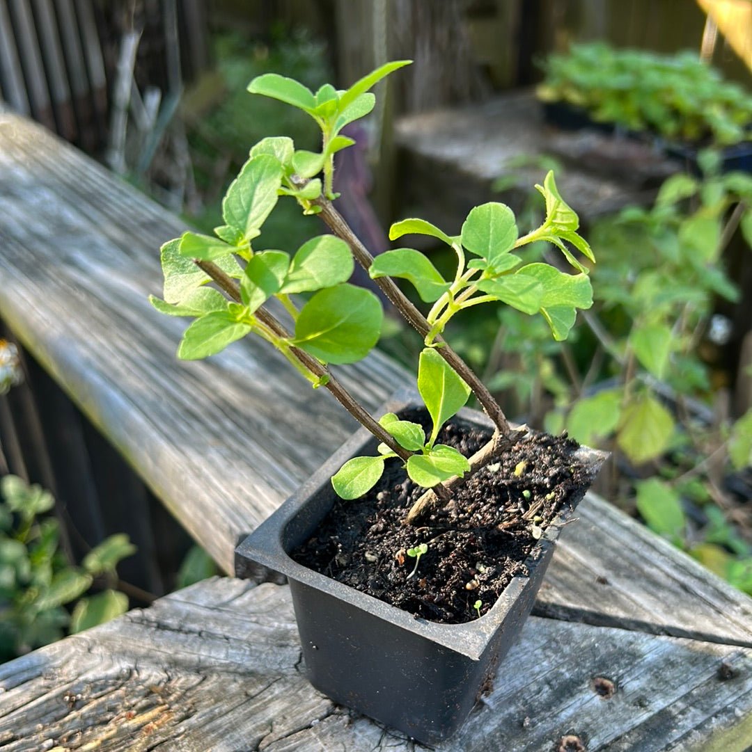 Basil - African Blue (green stem, green leaves, pale lavender flower) - Whitwam Organics