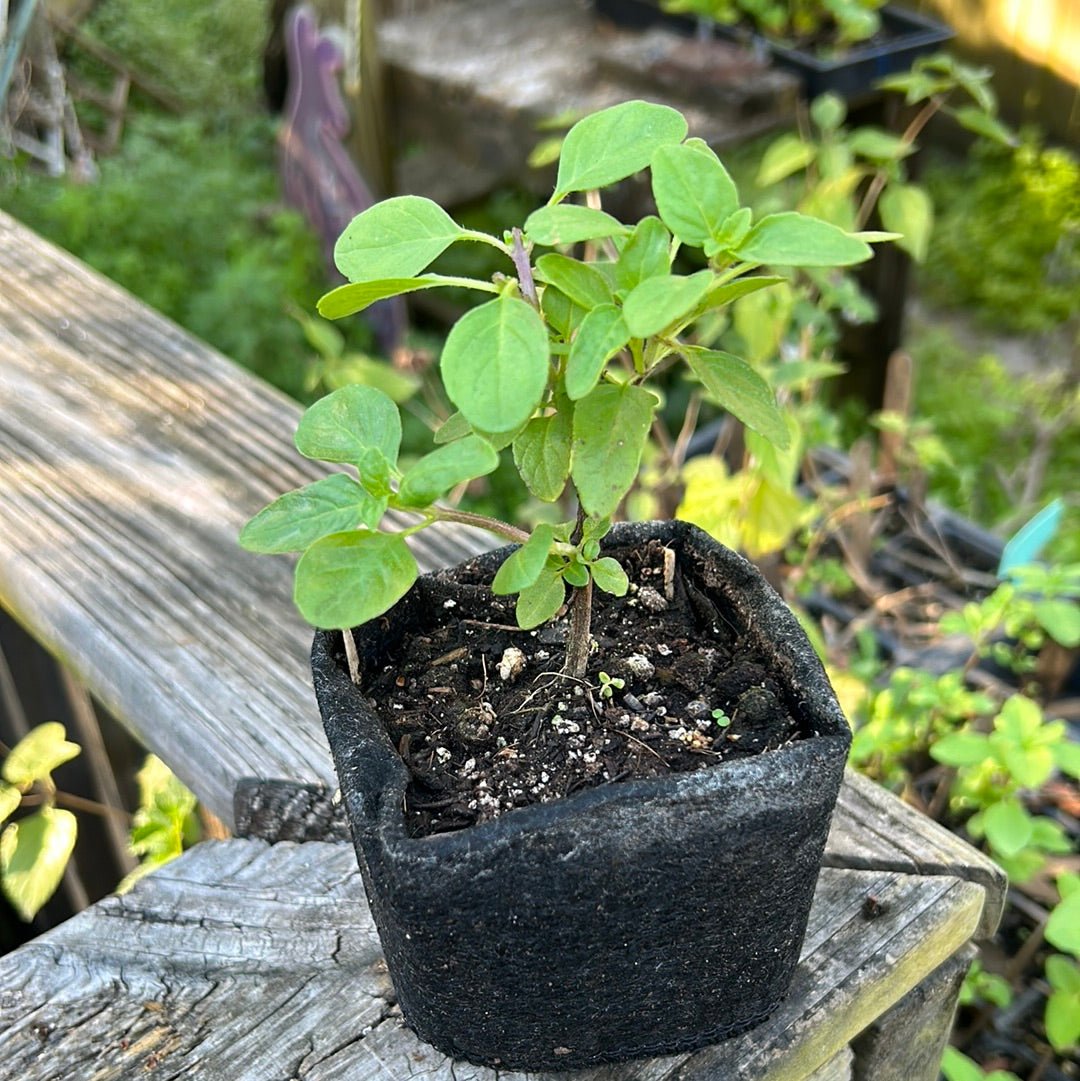 Basil - African Blue (green stem, green leaves, pale lavender flower) - Whitwam Organics