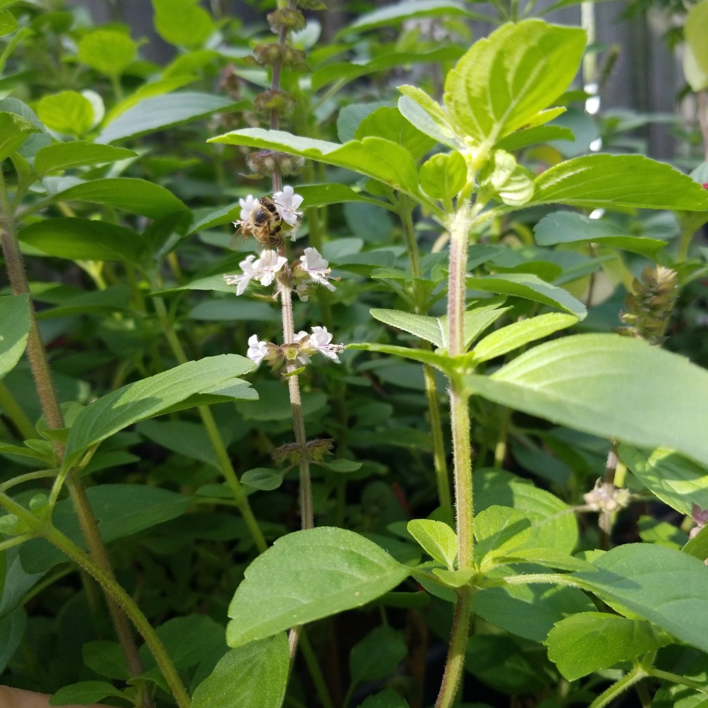 Basil - African Blue (green stem, green leaves, pale lavender flower) - Whitwam Organics
