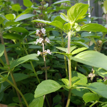 Basil - African Blue (green stem, green leaves, pale lavender flower) - Whitwam Organics