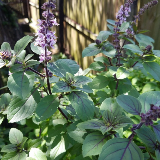 Basil - African Blue (purple stem, purple veined leaves, violet flower ) - Whitwam Organics